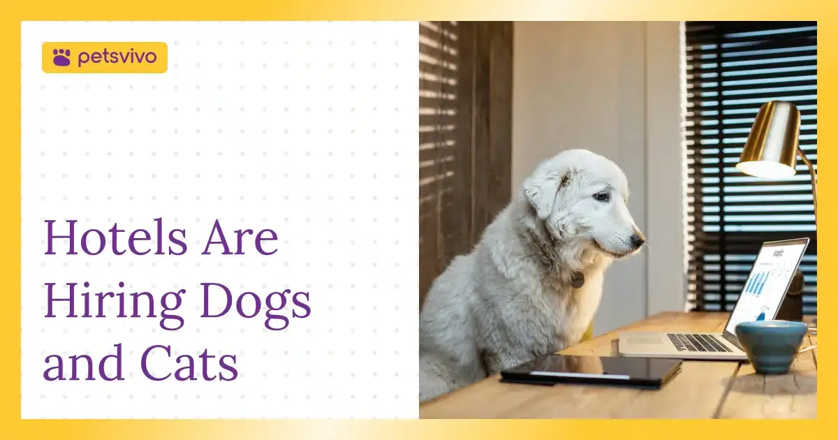 Why Hotels Are Hiring Resident Pets as a Brand Strategy