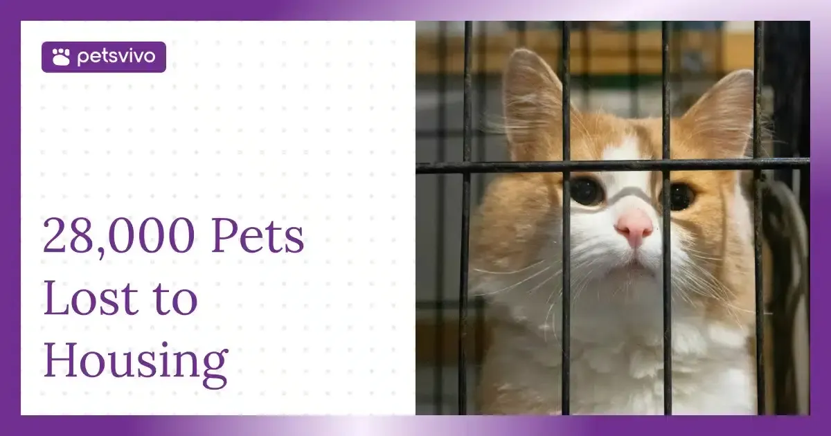 28,000 Pets Surrendered Because of Housing; The Data Still Holds Today