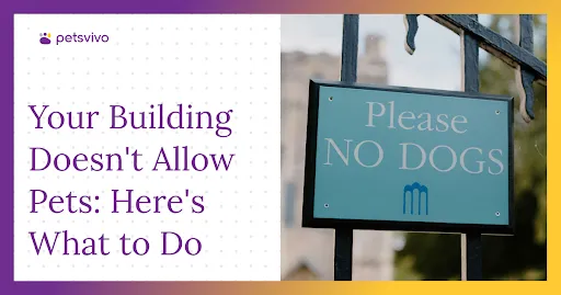 Your Building Doesn't Allow Pets: Here's What to Do