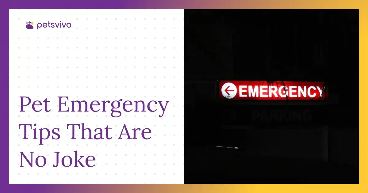 Pet Emergency Tips That Could Actually Save Your Fur Baby