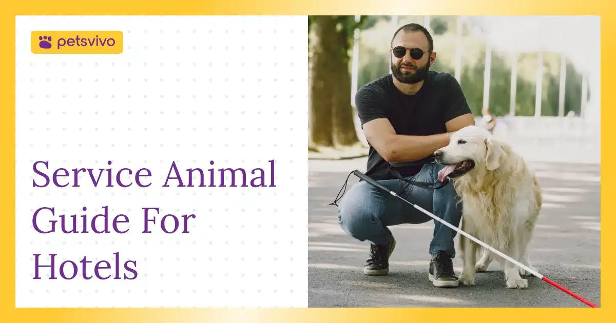 Service Animals in Hotels: What Staff Still Get Wrong in 2026