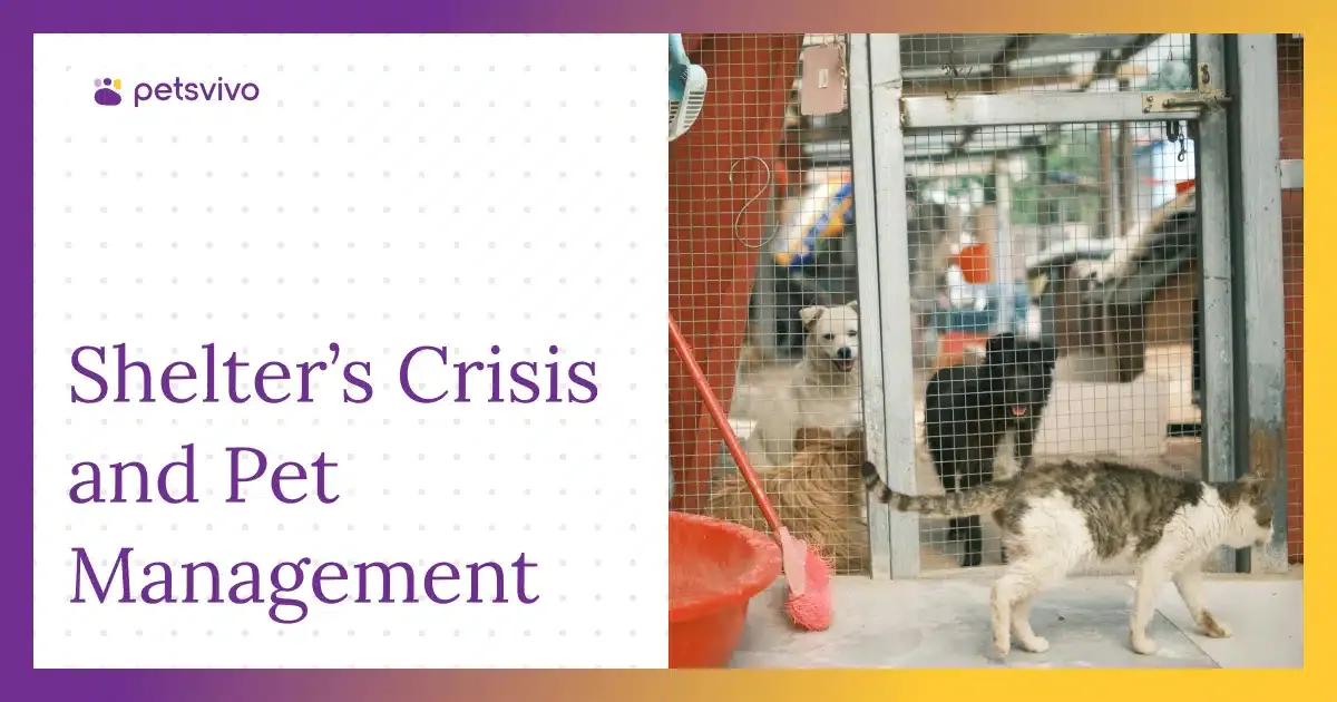 How Pet Inclusive Housing Policies Help Reduce Shelter Overcrowding