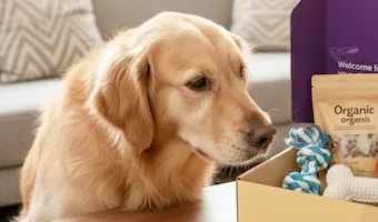 A golden retriever, the pet on this PetPassport profile