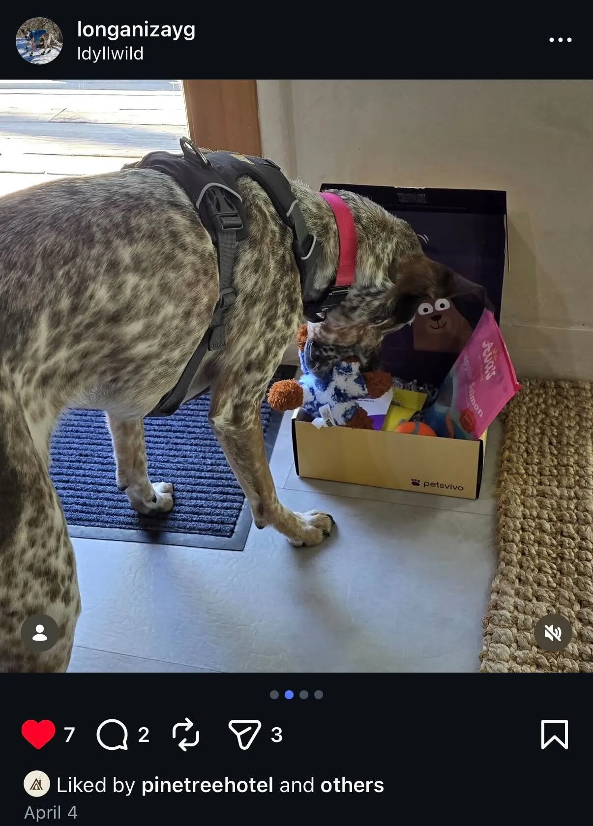 Instagram post of a dog digging into an open PetsVivo box at the front door