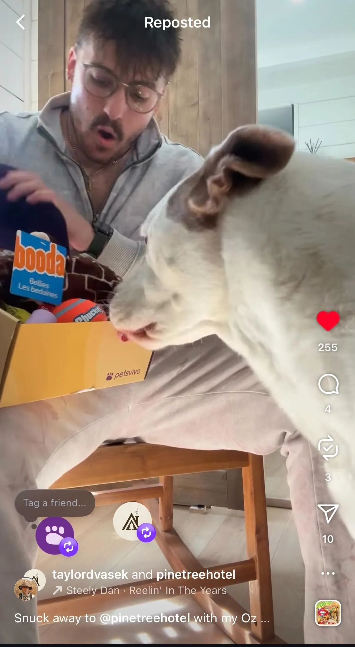 TikTok repost of a dog reaching into a PetsVivo box of toys and treats